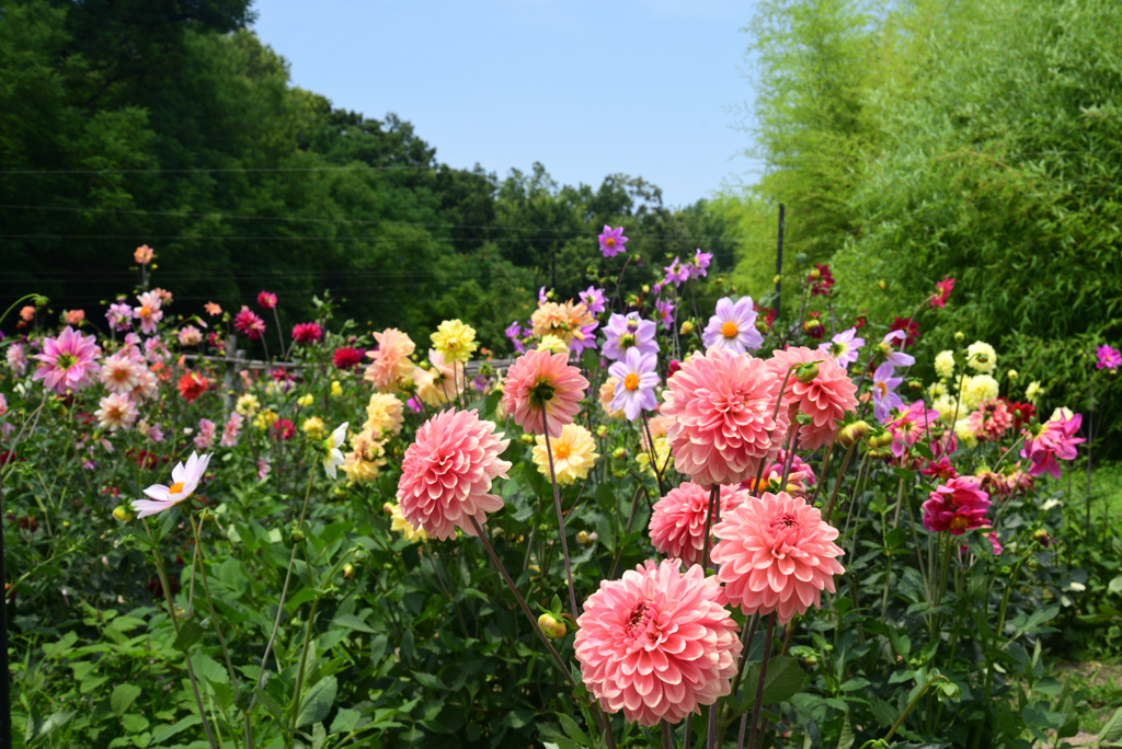 220619長居植物園54