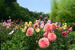 220619長居植物園54