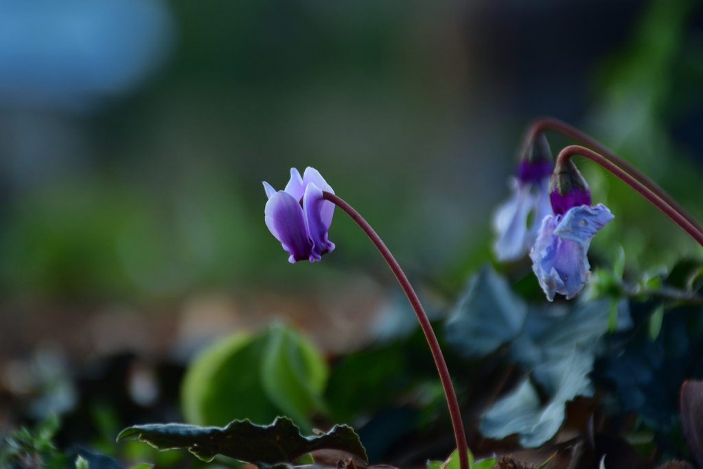 260131a京都植物園03