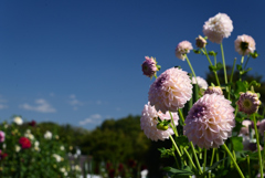 221014馬見丘陵公園17