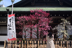 250308a大阪天満宮28