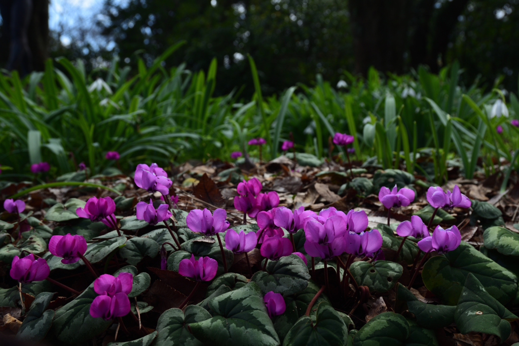 200303京都植物園58