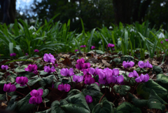 200303京都植物園58