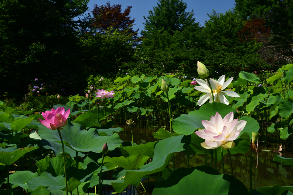 230704京都植物園15