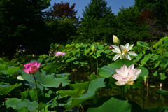 230704京都植物園15