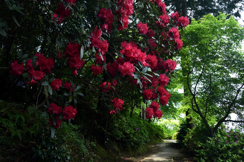 180501三室戸寺49+