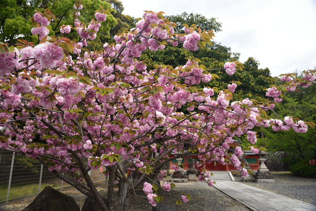 200426a久世神社07