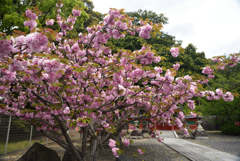 200426a久世神社07