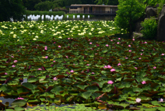 240622長居植物園02 240622長居植物園02
