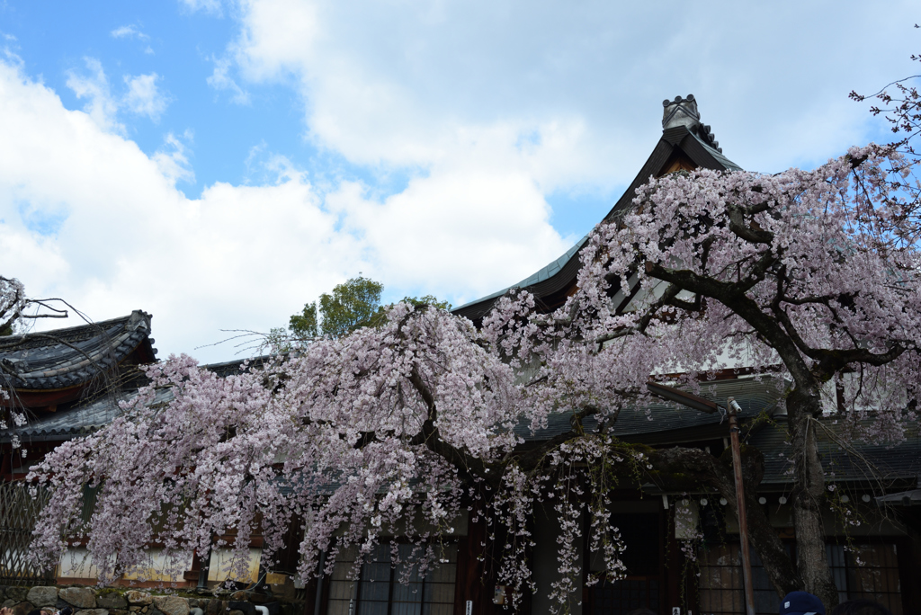 190402奈良公園14