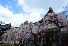 190402奈良公園14