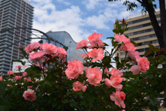 200522中之島公園72