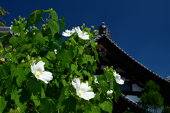 250916妙蓮寺16