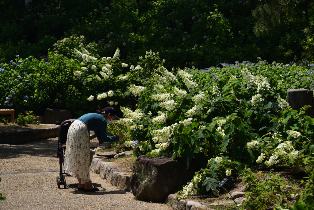 200602b長居植物園39