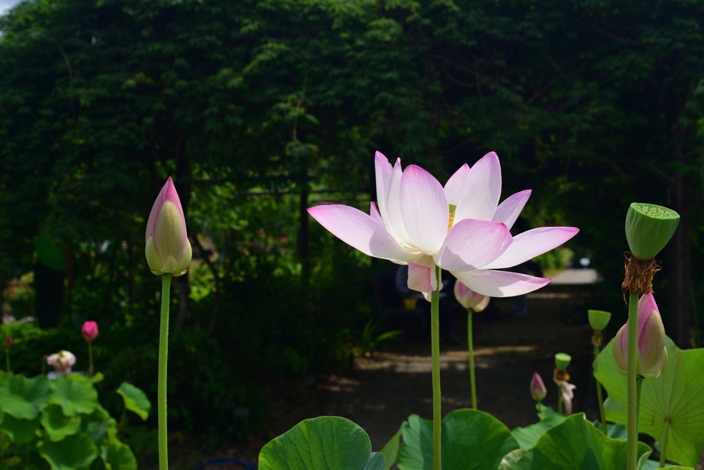 220711京都植物園43