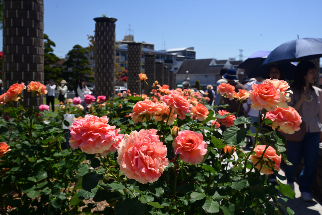 240511荒牧バラ公園06