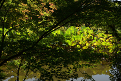 211002京都植物園31