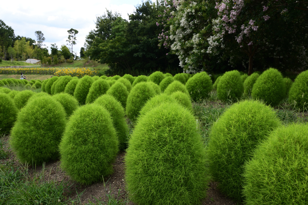 210808馬見丘陵公園17