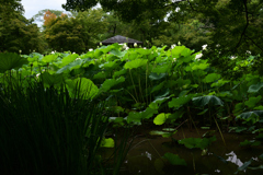 210716a京都植物園27