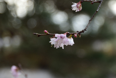 200116c京都御苑15 200116c京都御苑15