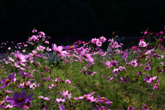 211015万博公園44