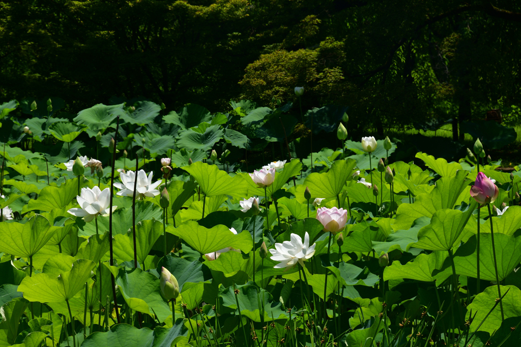 230704京都植物園43