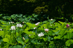 230704京都植物園43