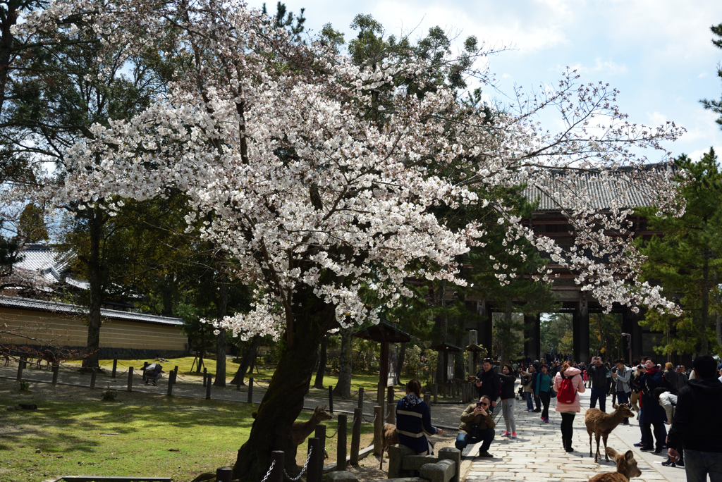 190402奈良公園28