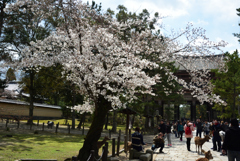 190402奈良公園28