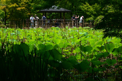 250601京都植物園29
