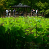 250601京都植物園29