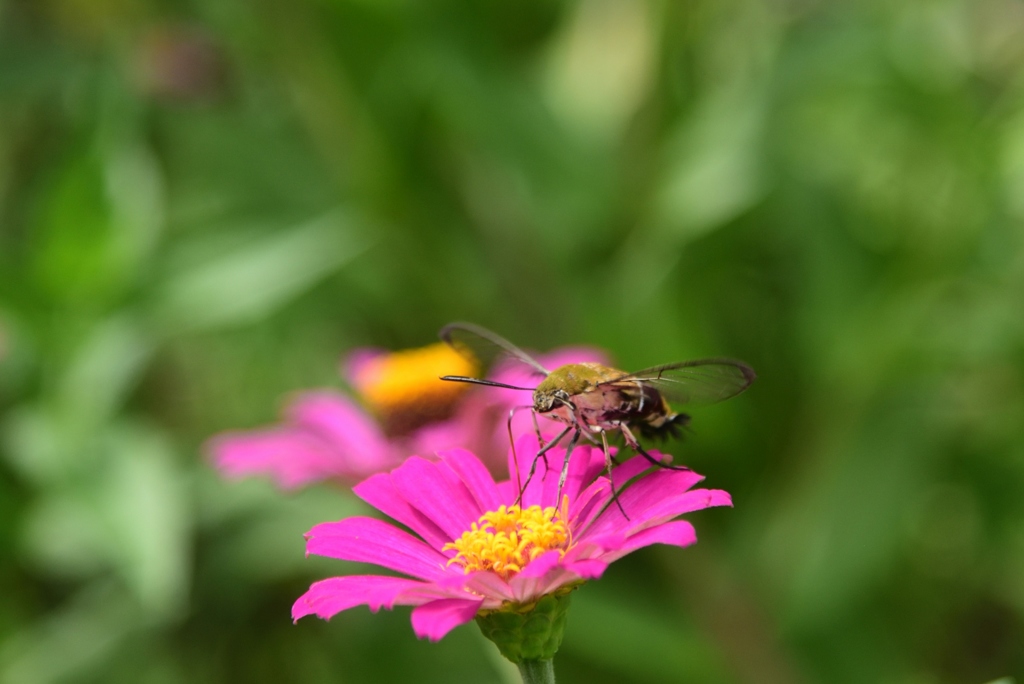180913本薬師寺跡36+