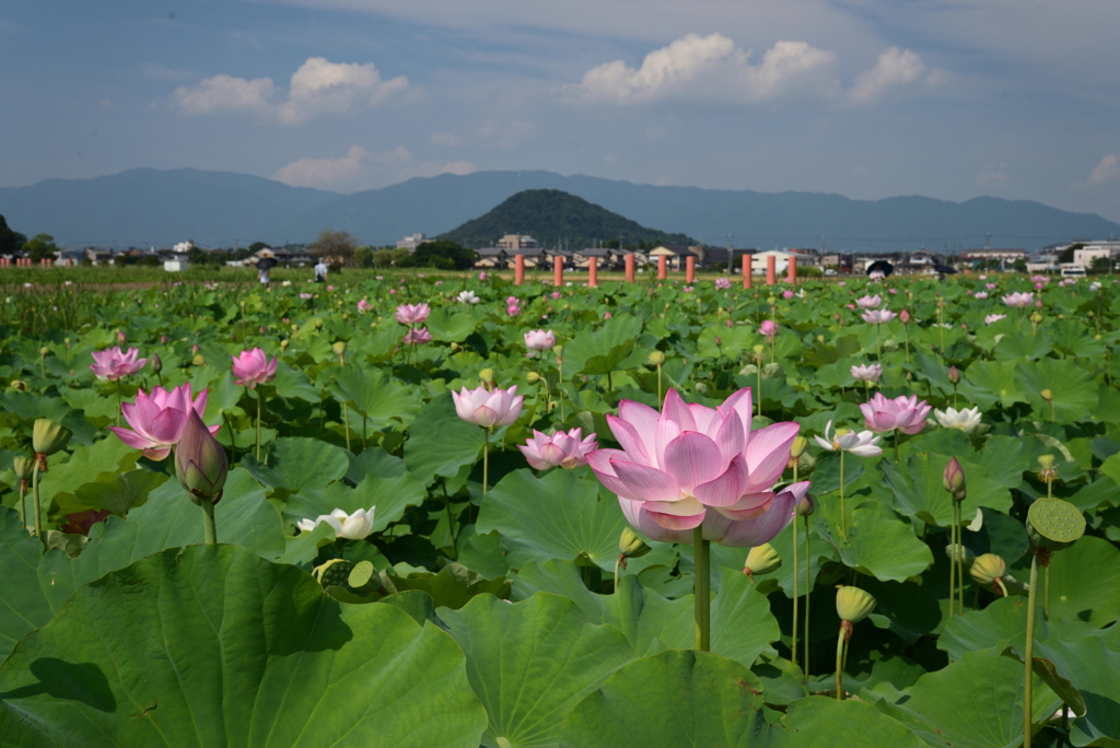 210802a藤原宮跡28