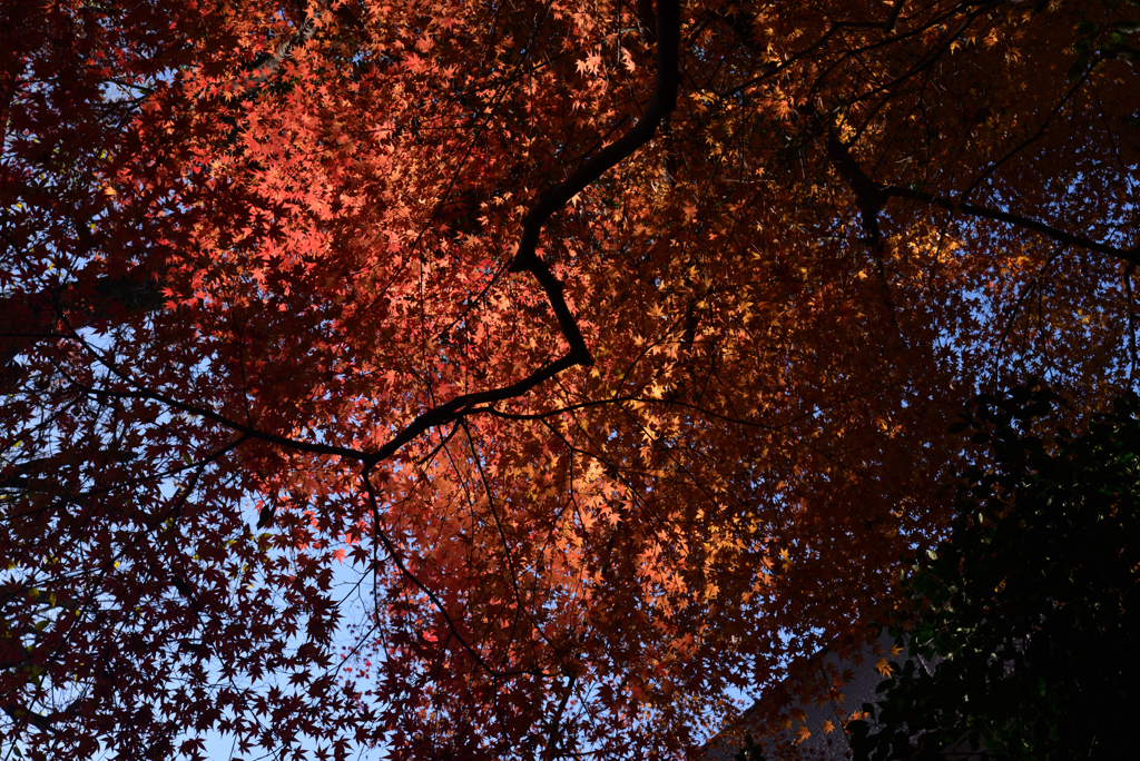 211209下鴨神社15
