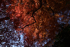 211209下鴨神社15