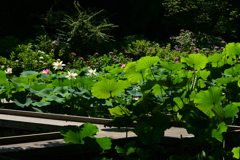 230704京都植物園27