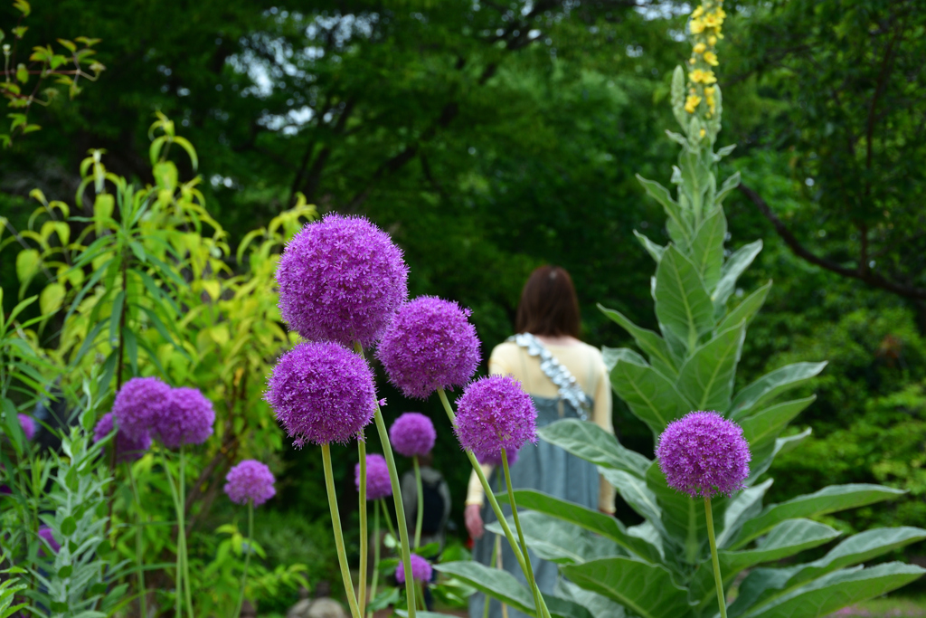250601京都植物園49