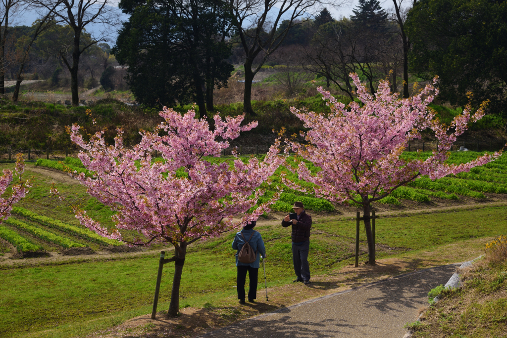 200318馬見丘陵公園36