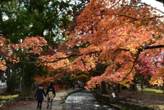 171124a上賀茂神社34