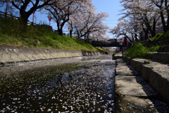 190409b高田千本桜18