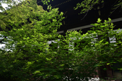 210706a真如堂25