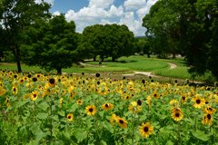 250712万博公園56