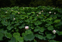 200712京都植物園27