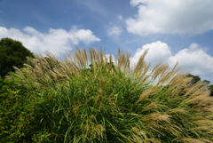 220915c京都植物園08