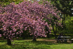 190422b京都御苑36