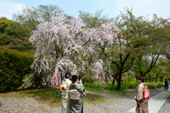 250418b平野神社01