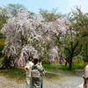 250418b平野神社01