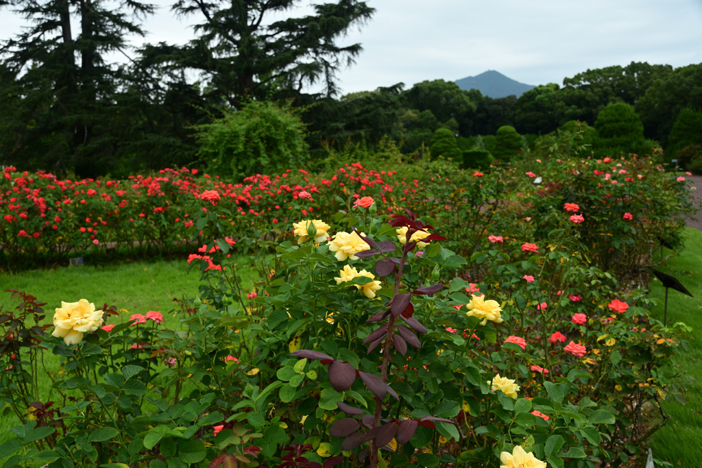 240929京都植物園03