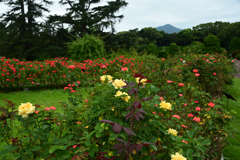 240929京都植物園03