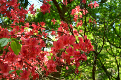 250504京都植物園36